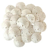 Tumbler Home White Sand Dollars 2" to 2.25" Set of 12 - Wedding Seashell Craft Sand Dollars- Hand Picked and Professionally Packed