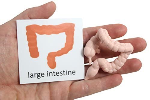 Curious Minds Busy Bags Montessori Human Organ Match - Miniature Body Parts with Cards to Match - Early Childhood Biology Learning Toy