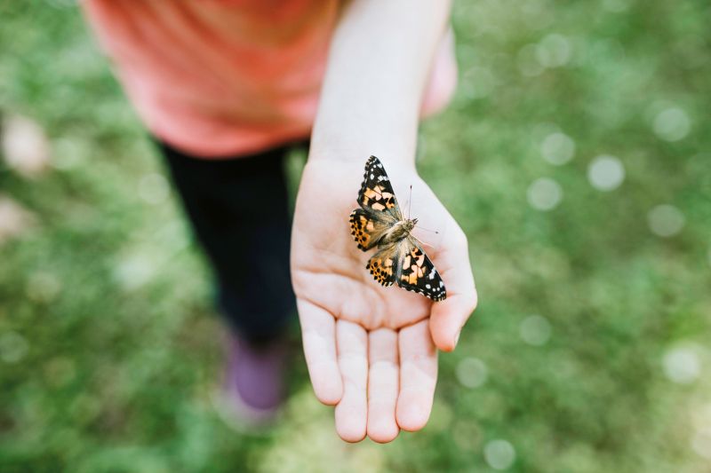 Insect Lore Butterfly Farm with Pre-Paid Voucher to Redeem Caterpillars - Ultra-Clear Dome Habitat, STEM Journal, Chrys-A-Lid Holder - Give the Gift