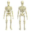 Figures Toy Company Super Articulated 8 Inch Skeleton Action Figure