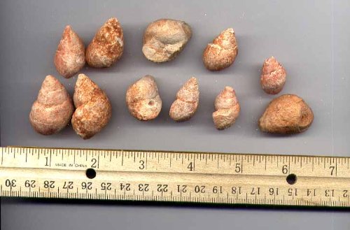 Bulk Fossils - Pink Gastropods - 1 lb - 40+ Pieces from DINOSAURS ROCK®
