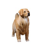 Lana Toys 1:6 Scale Golden Retriever Dog Pet Figure Realistic Animal Model