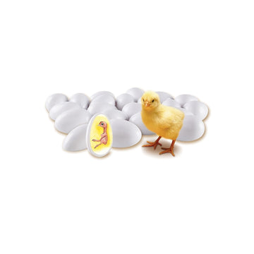 Learning Resources Chick Life Cycle Exploration Set
