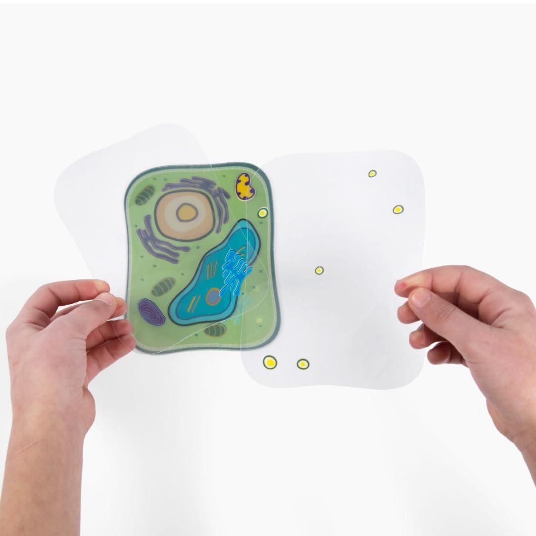 Roylco Plant Cell Model - Back to School STEM Kit for Kids, Transparent Plant Cell Building Set for Classroom Life Science Lessons & Hands-On Biology