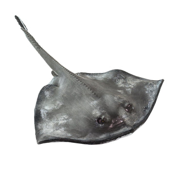 Safari Ltd. Common Stingray Figurine - Lifelike 7" Model Figure - Educational Toy for Boys, Girls, and Kids Ages 3+