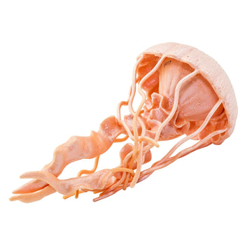 Safari Ltd. Jellyfish Figurine - Detailed 5" Plastic Model Figure - Fun Educational Play Toy for Boys, Girls & Kids Ages 3+