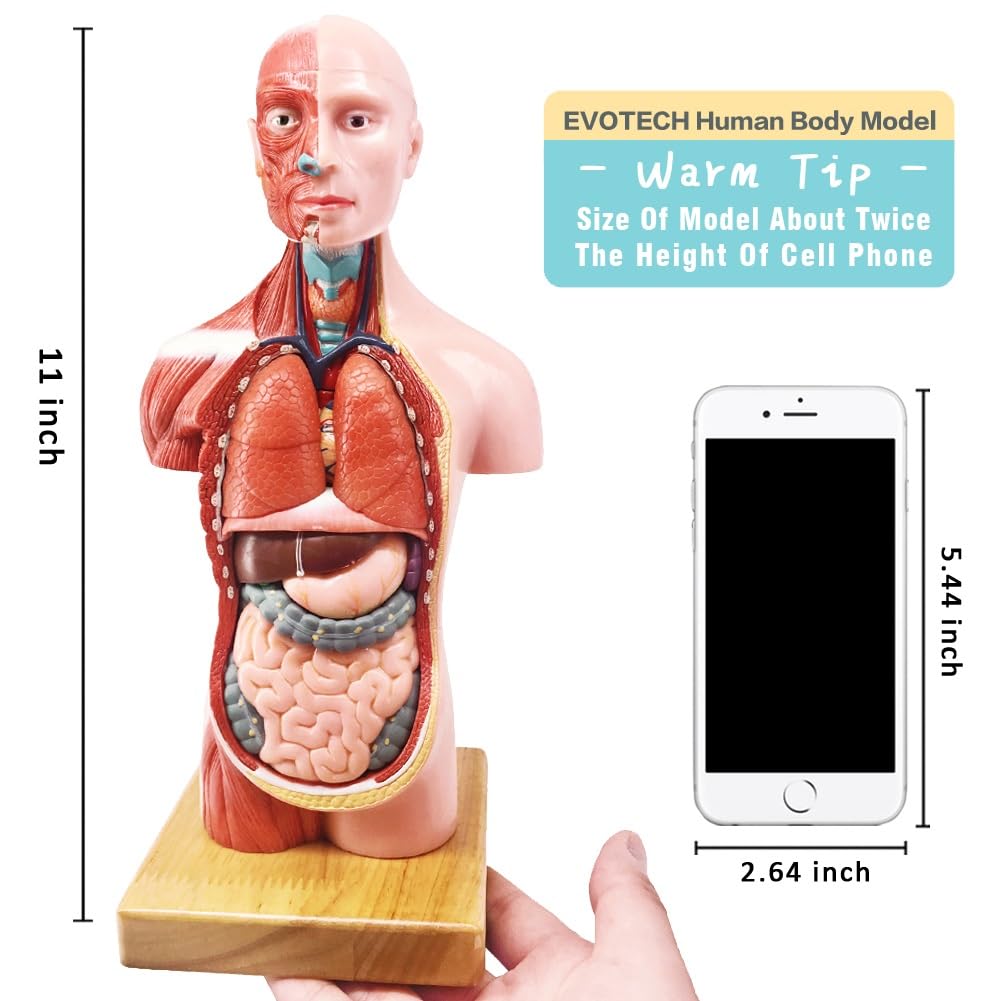 EVOTECH SCIENTIFIC Human Body, Skeleton and Heart Models-Best Anatomy Model Bundle Set of 3 Hands-on 3D Model Study Tools for Medical Student Teacher
