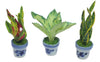 3 Pieces 1:12 Dollhouse Miniature Artificial Flower Plants in Ceramic Pot, Codiaeum Variegatum,Aglaonema,Sansevieria Dollhouse Accessories