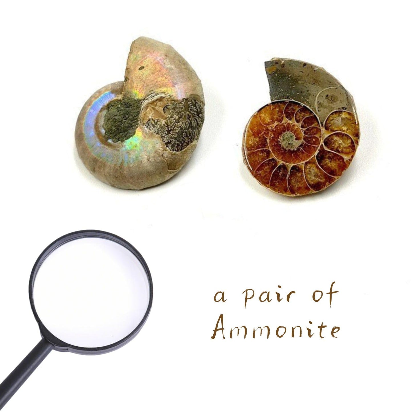 Authentic Fossils with Collection Box & Magnifier (Ammonite 4-5cm)