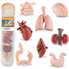 Liberty Imports 8 PCS Human Organs Toy Body Parts Figurines - 3D Mini Anatomy Model Realistic Teaching Prop - Brain, Heart, Lung, Liver, Stomach