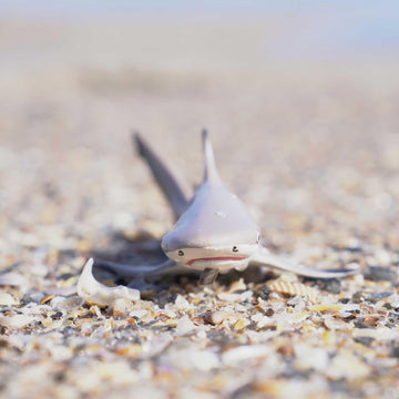 Safari Ltd Blacktip Reef Shark Figurine - Lifelike 5.75" Model Figure - Educational Toy for Boys, Girls, and Kids Ages 3+
