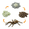 Safari Ltd. Safariology Life Cycle Series Life Cycle of a Spider Toy Figure for Boys and Girls - Ages 3+