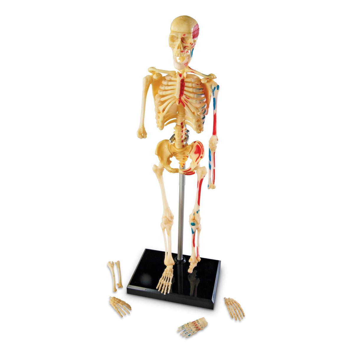 Learning Resources Skeleton Model