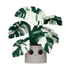 Funko Pop! Jumbo: Flora - Monstera - Collectable Vinyl Figure - Gift Idea - Official Merchandise - Toys for Kids & Adults IP Fans - Model Figure for