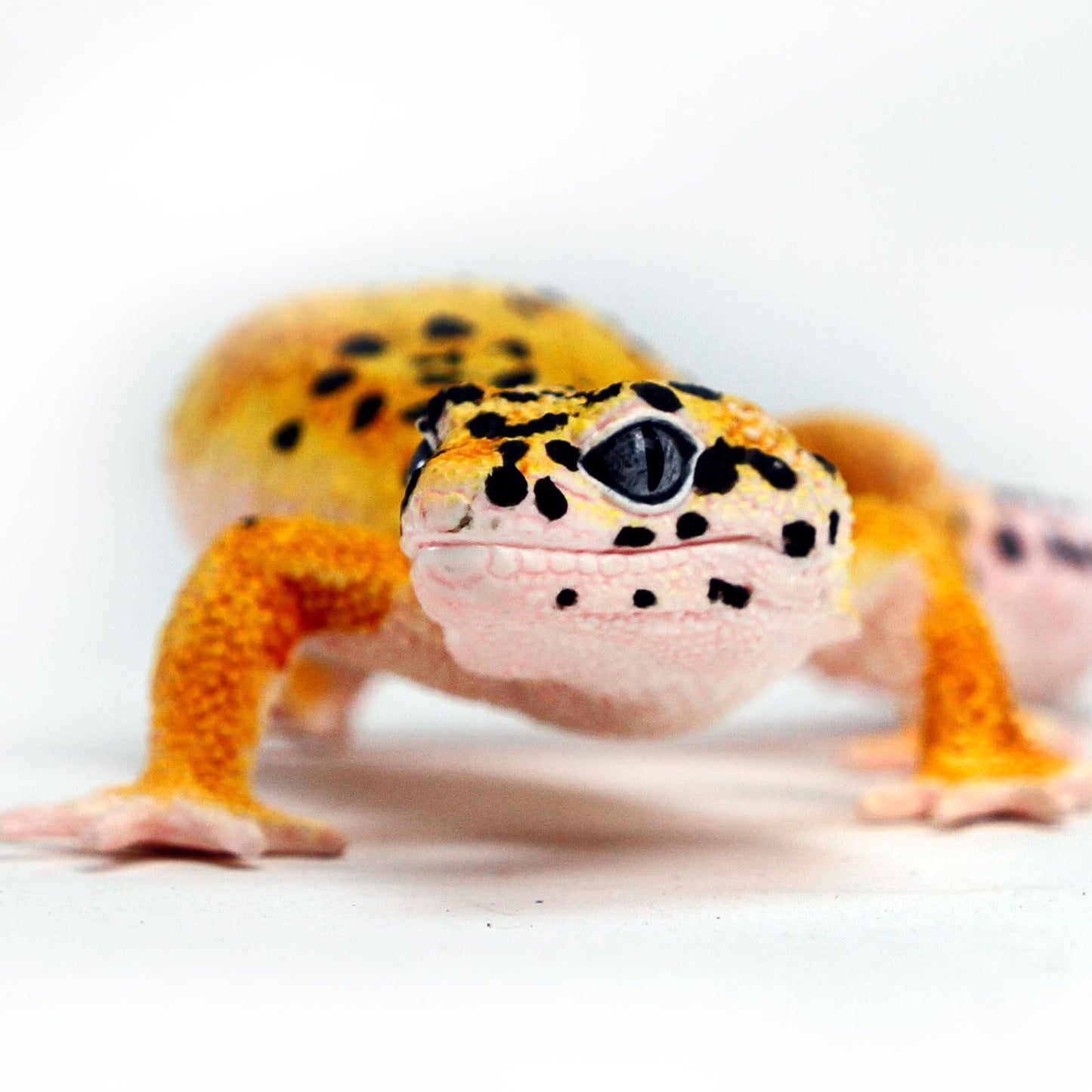 Safari Ltd. Leopard Gecko Figurine - Detailed 7" Plastic Reptile Figure - Educational Toy for Boys, Girls, and Kids Ages 3+