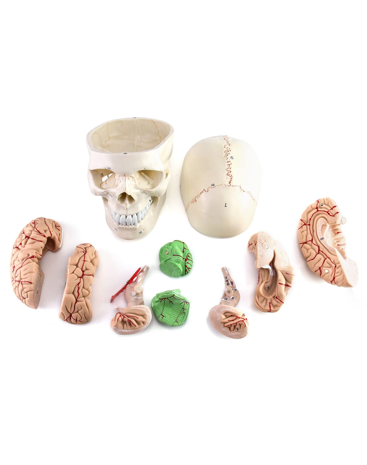 QWORK Human Skull and Brain Anatomy Model, 11 Parts, Life Size, Numbered, Anatomically Accurate, for Science Teaching Learning