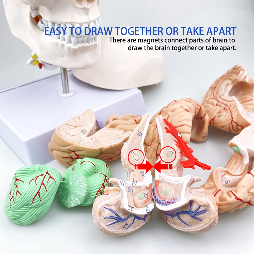 Human Skull and Brain Anatomy Model Life-Size