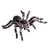 FLORMOON Realistic Animal Figures - Spider Action Model Lifelike Insect Toy Figures - Educational Learning Toys Birthday Set for Boys Girls Kids