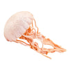 Safari Ltd. Jellyfish Figurine - Detailed 5" Plastic Model Figure - Fun Educational Play Toy for Boys, Girls & Kids Ages 3+