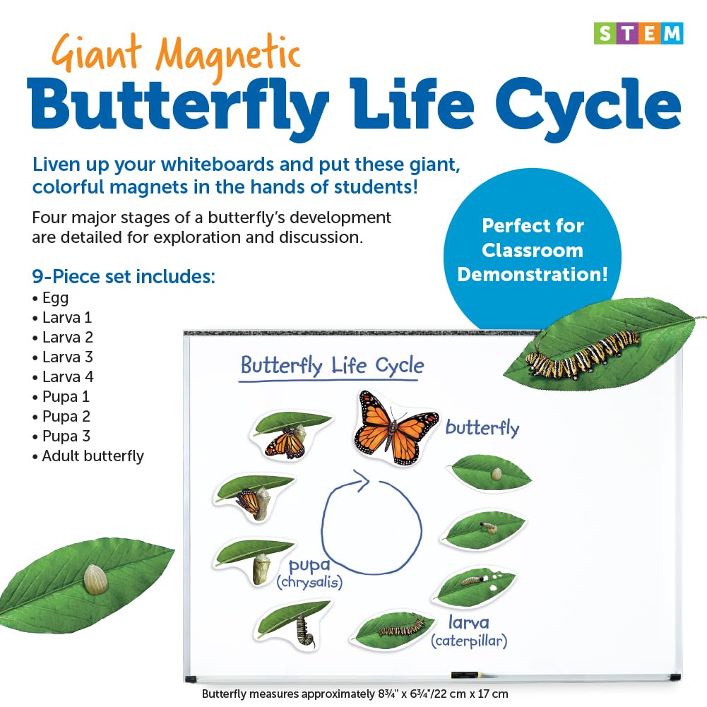 Learning Resources Giant Magnetic Butterfly Life Cycle - Write-and-Wipe Teaching Aids and STEM Decor, Butterfly Life Cycle Models, Dry Erase