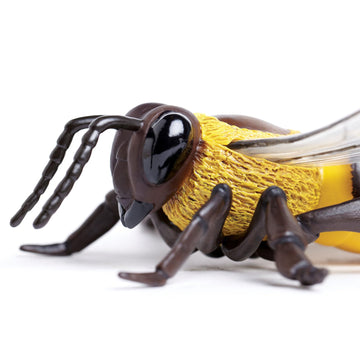 Safari Ltd. Honey Bee Figurine - Lifelike 5.5" Model Figure - Educational Toy for Boys, Girls, and Kids Ages 3Y+