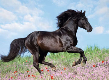 Ravensburger Beautiful Horse 200 Piece Jigsaw Puzzle for Kids - Every Piece is Unique, Pieces Fit Together Perfectly
