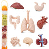 Safari Ltd. Human Organs TOOB - 8 Mini Figurines Including Brain, Heart, Lungs, Liver, Kidneys, Stomach, and Intestines - Anatomy Educational Toy