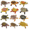 Liberty Imports 12 Piece Sea Turtle Animal Toys - Miniature Figurines - Unique Tortoise Toys Detailed and Hand Painted Reptiles Party Favor