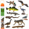 Safari Ltd. Great Lakes TOOB - Figurines of Mudpuppy, Dragonfly, Water Snake, Bat, Goose, Herring Gull, Blue Heron, Lynx, Sturgeon, Yellow Perch