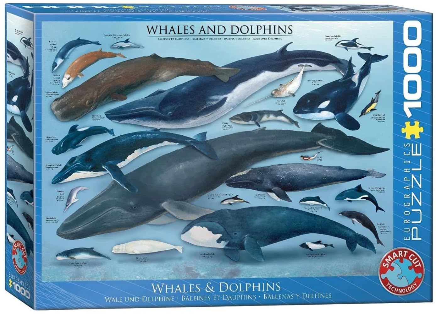 EuroGraphics Whales & Dolphins