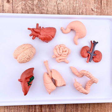 Safari Ltd. Human Organs TOOB - 8 Mini Figurines Including Brain, Heart, Lungs, Liver, Kidneys, Stomach, and Intestines - Anatomy Educational Toy
