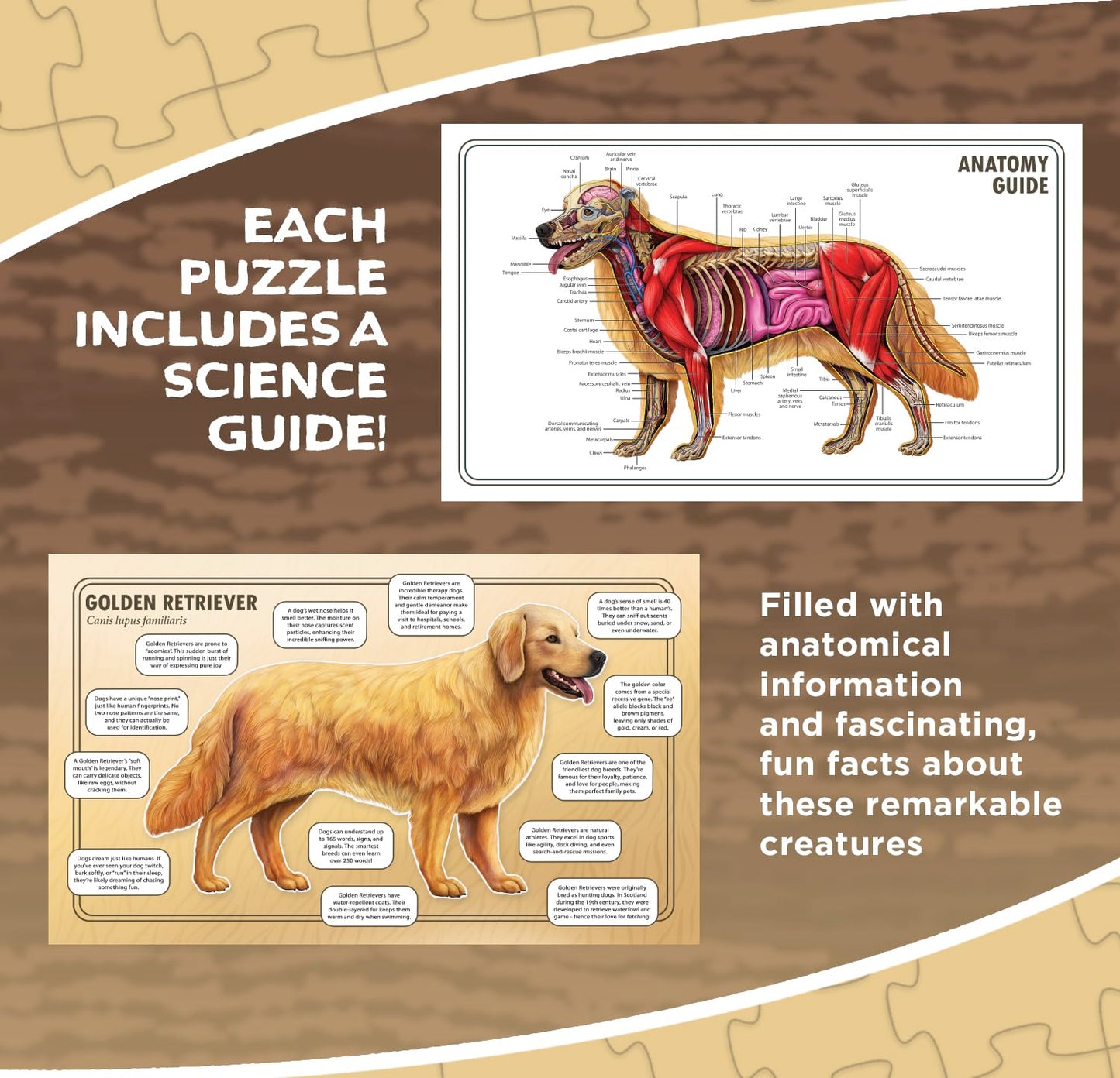 Dog Animal Anatomy Floor Puzzle | 100-Piece Double-Sided Jigsaw Puzzle | Large Floor Puzzle for Kids Ages 4-8, 3-5, 8-10 | Fun and Educational STEM