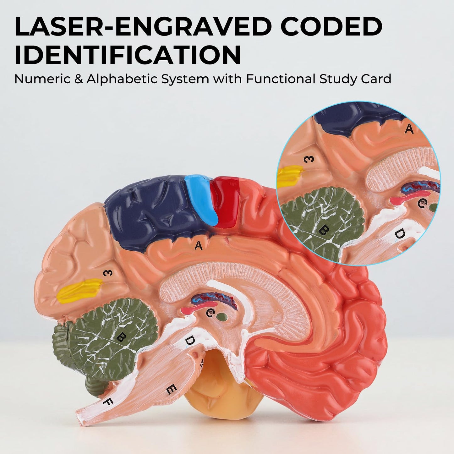 Avarstic Human Brain Model, Life Size Brain Anatomy Model, 2-Part PVC Brain Model with Laser-Engraved Numbers, Color-Coded Regions, Base & Reference