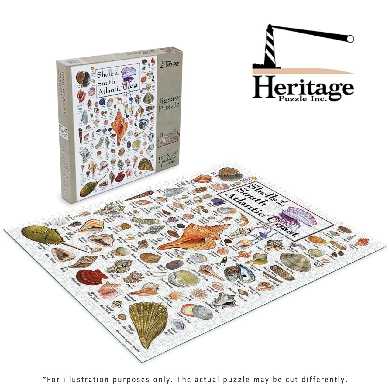 Heritage Puzzle - Shells of The South Atlantic Coast by John & Jackie Leatherbury Douglass 550 Piece Puzzles for Adults - Marine Life Art - Frameable