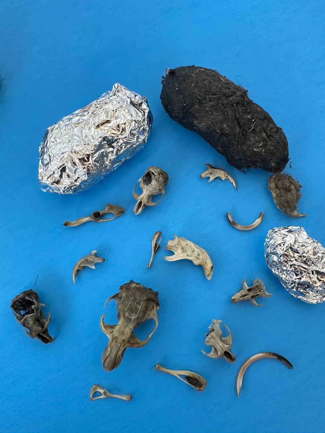 Premium Barn Owl Pellets Individual Dissection Kit - Complete Kit: 2 Medium Pellets (1.5 to 2Inch), STEM Compliant, Aluminum Foil Wrapped