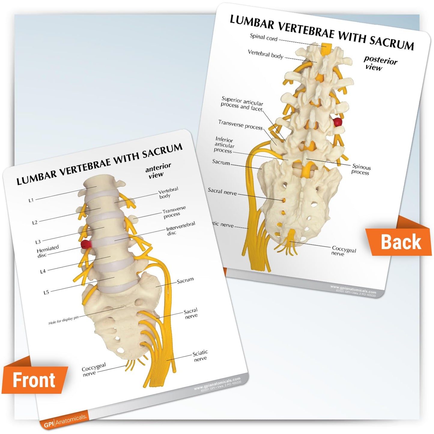 GPI Anatomicals 5-Piece Vertebrae Model with Sacrum, Spine Model