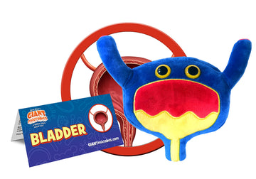 GIANT MICROBES Bladder Plush, Urology Gag Gifts, Bladder Cancer Awareness, Organ Plushies, Prostate Cancer Awareness, Urologist Doctor Gift, UTI