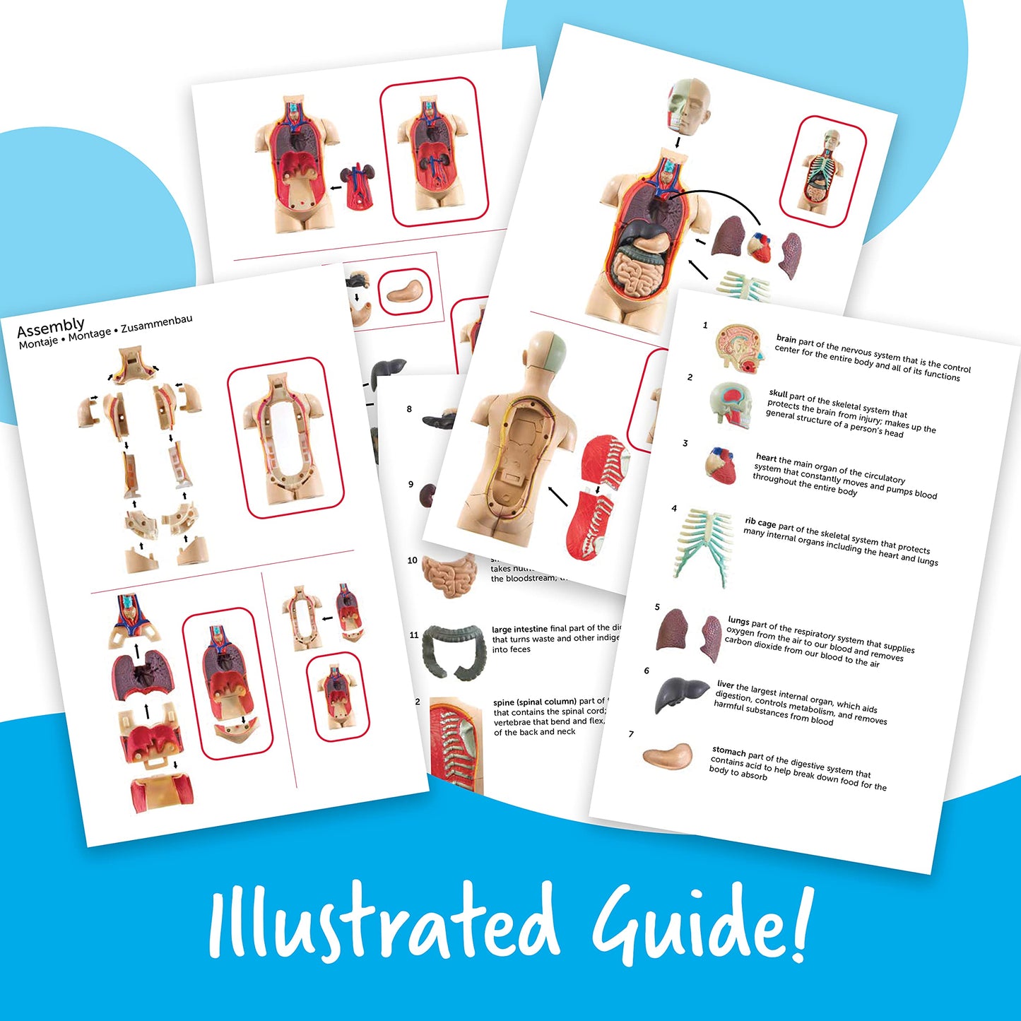 Learning Resources Human Body Model, Science Classroom Demonstration Tools, Realistic Human Anatomy Display, 31 Pieces, Grades 3+, Ages 8+