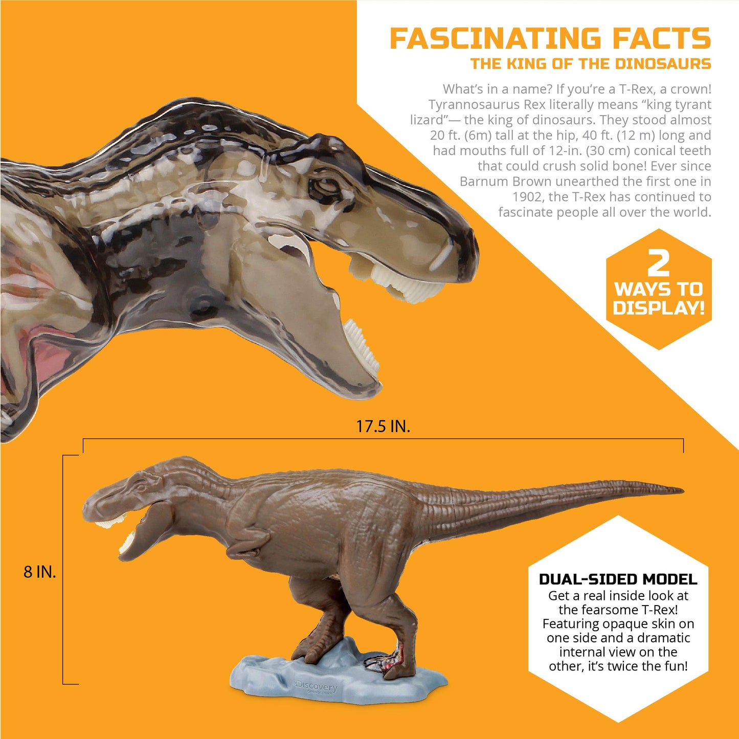 Discovery™ 4D T-Rex Anatomy Kit, Jurassic Dinosaur Puzzle Figure, Interactive Archaeology & Paleontology Model, Learn Science & Biology, Fun