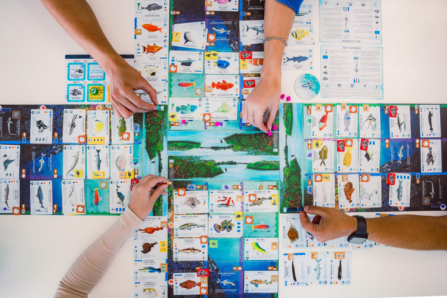 Stonemaier Games: Finspan - A Wingspan Game by David Gordon & Michael O’Connell | A Relaxing Strategy Board Game About Collecting Fish and Ocean