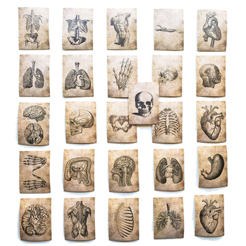 55 pcs Anatomy Vinyl Sticker Pack- Vintage Human Anatomy and Physiology Study Tools of Body Organs, Muscles, Soft Tissues, Medical Gifts for Biology
