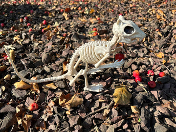 Crazy Bonez Skeleton Squirrel - 7" Halloween Skeleton Animal Decoration with Bendable Tail, Durable All-Weather Plastic, Realistic Bone Detail