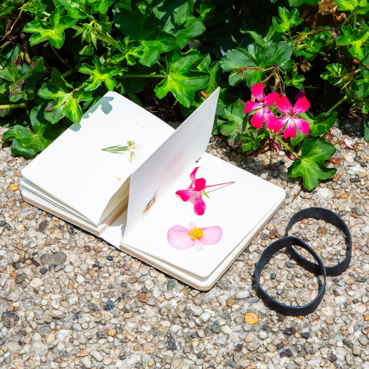 Kikkerland Field Flower Press - Pocket Journal for DIY Pressed & Preserved Flowers - Arts & Crafts Gift for Kids & Adults