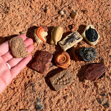 Safari Ltd. Ancient Fossils TOOB - Figurines: Dino Footprint, Giant Crab, Ammonite, Raptor Claw, T-Rex Tooth, Frog Skeleton, Sea Scorpion & More
