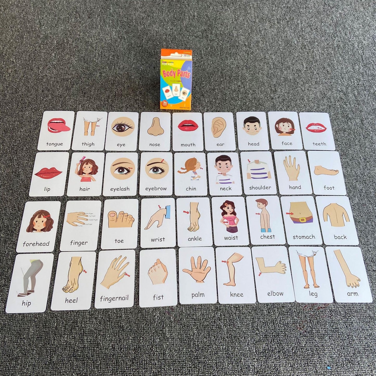 Flash Cards for Toddlers, Educational Learning Set of 144, Body Animal Food Fruit Cards, Ages 3-6, Montessori Preschool Learning Toys for Kindergarten