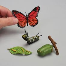 Butterfly Life Cycle Model Set