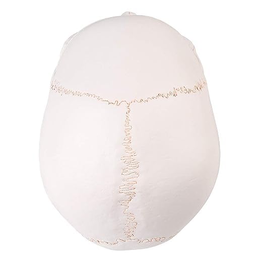RONTEN Human Skull Anatomical Model with Line, Life Size, White/Off-White PVC Skull, 3-Part (Calvaria, Base, Mandible), Medical Education & Teaching
