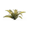 Deer Fern