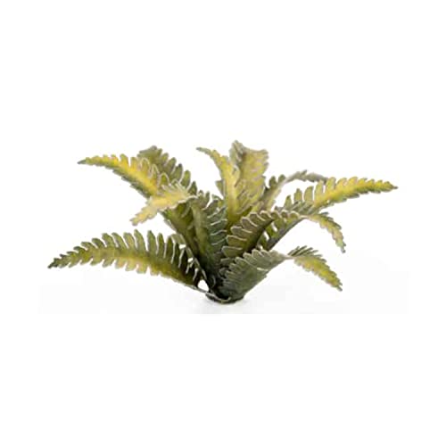 Deer Fern