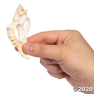 3-4" Large Center Cut Shells (50Pc) - Crafts for Kids and Fun Home Activities